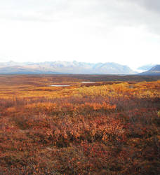 Fall Colors 1 by prints-of-stock