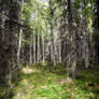 Forest 2
