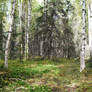 Forest 3