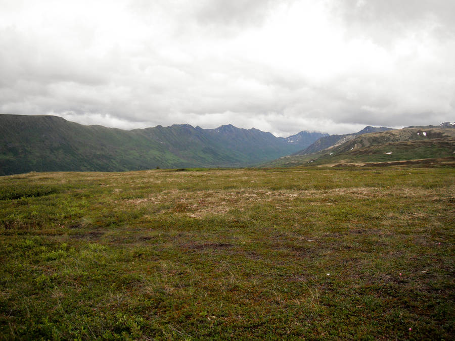 Field 4 by prints-of-stock