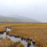Marsh 8