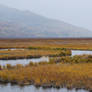 Marsh 7
