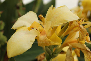 Yellow Day-Lily