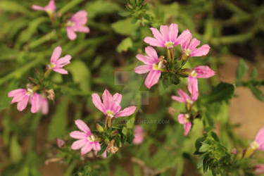 Fairy-Fan Flower