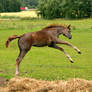 Playful foal stock