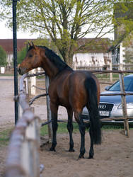 Bay holstein stallion I