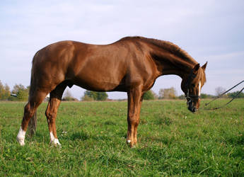 Chestnut tori stallion I