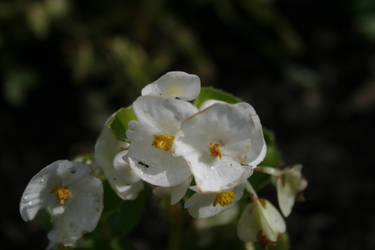 White Flower Not to be racist