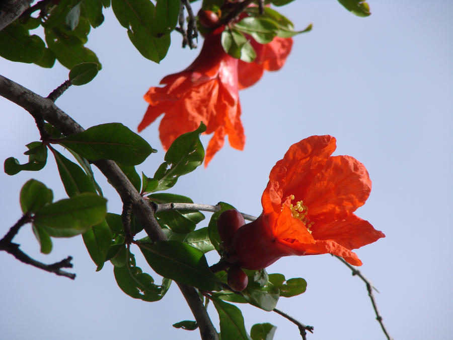 Pomegranate blossom2