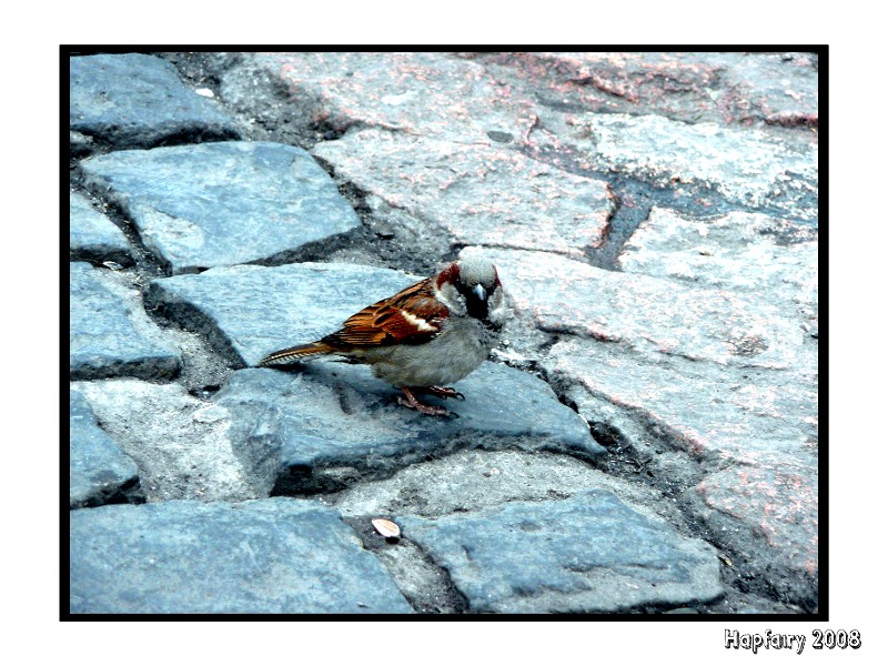 Bird on Cobbles