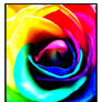Rainbow Rose Heart