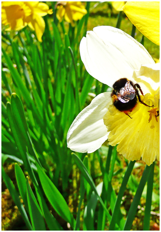 Spring Bee