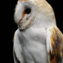 Barn Owl