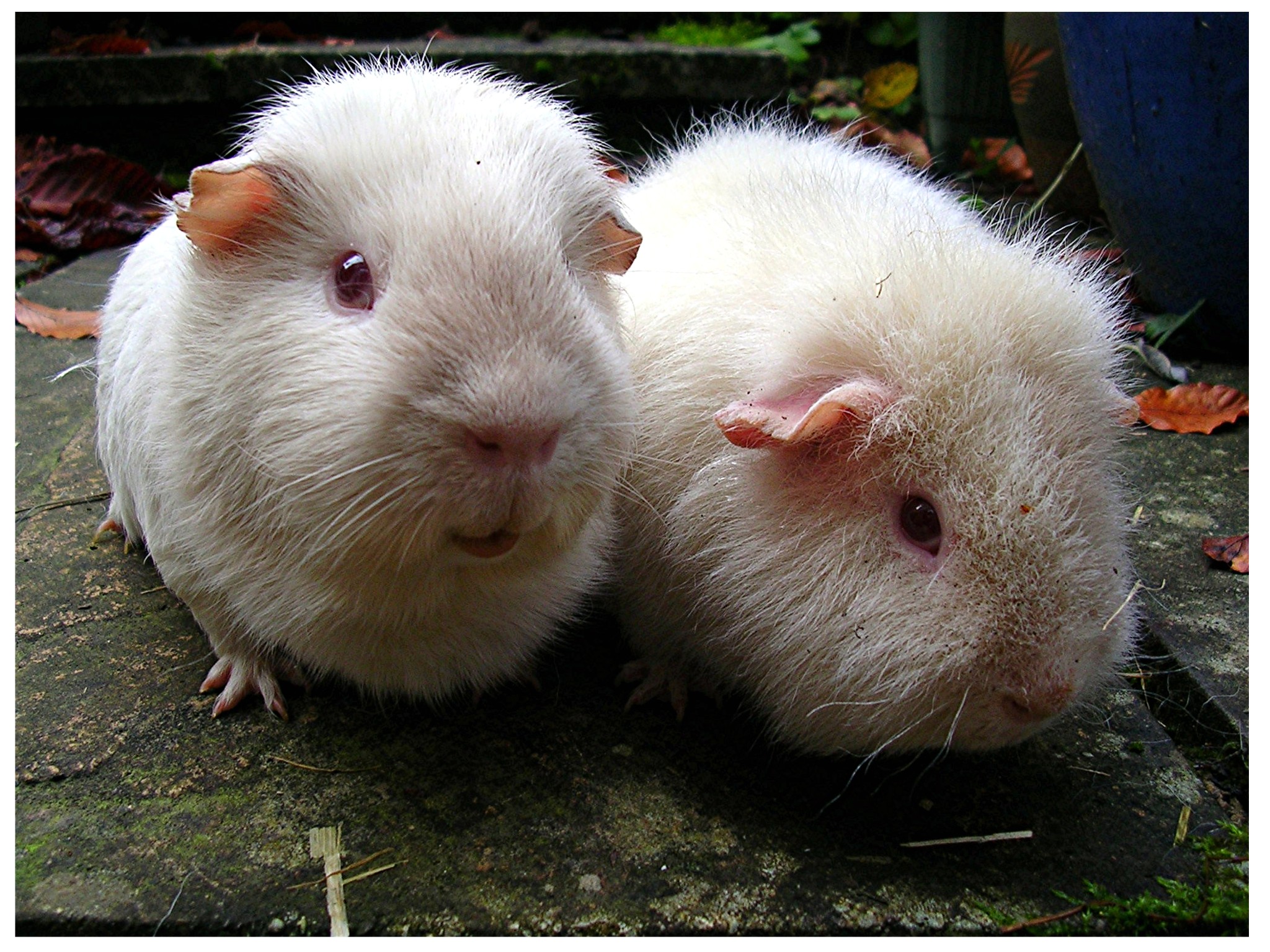 Scruffy Guinea Pigs