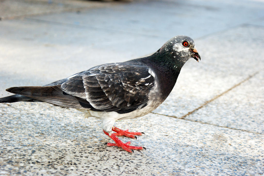 Focused Pigeon