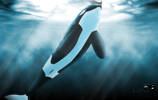 Orca