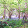 Beautiful Bluebells