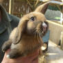 Cute Bunny at Seaview