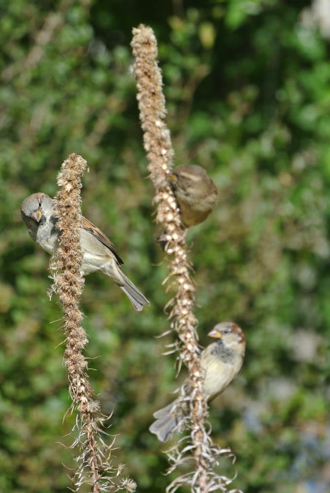 perched for lunch