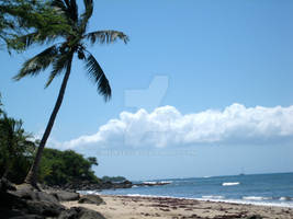 Palm Tree on a Beach