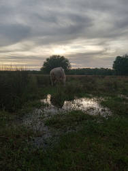 Bull in a cow pasture