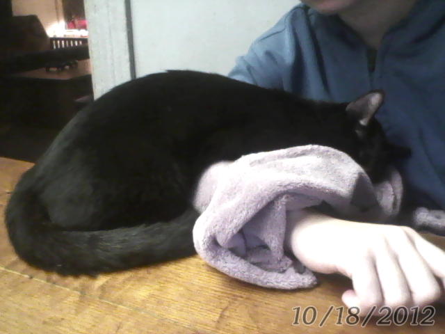 Kitty Stole My Arm! D: