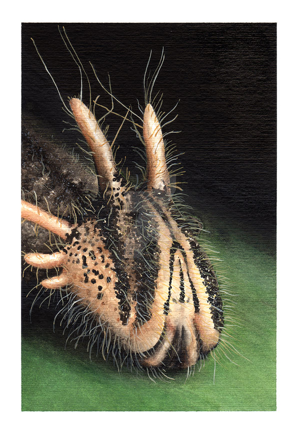 Caligo 02 by TheGrillosLab on DeviantArt