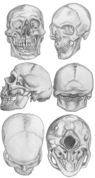 Skull study