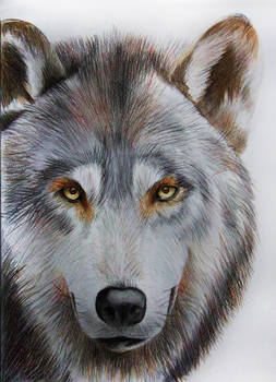 Wolfish glance