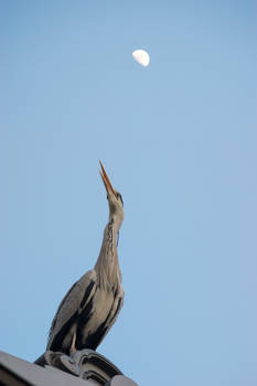 The Heron and the Moon