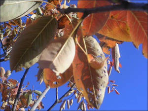 Leaves at the waterfront.