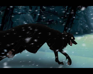 Black wolf