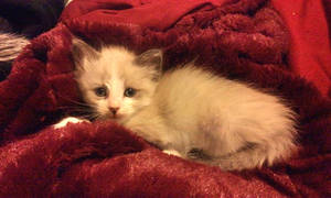 Castiel my new kitten