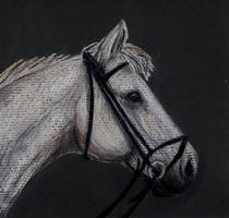 grey horse