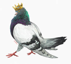 Pigeon king