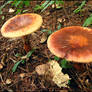 Russian mushrooms