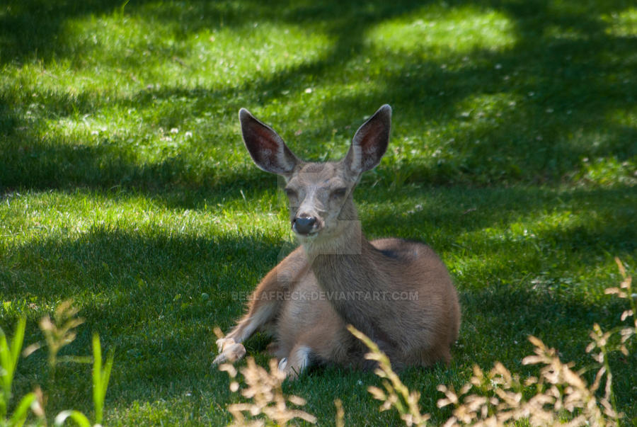 Deer in Waterton