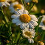 Some Garden Daisies