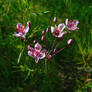 Flowering Rush