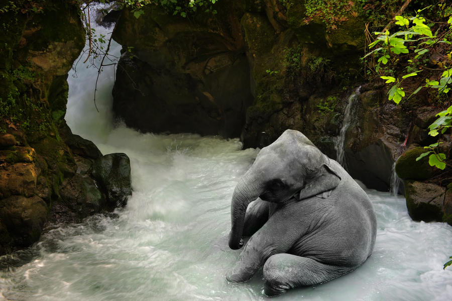 An Effervescing Elephant by ahermin