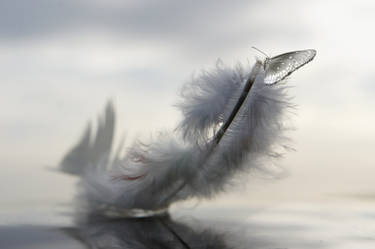 The Feather from God's Book