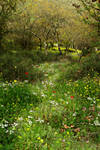 Spring Path by ahermin