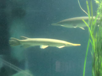 Alligator Gar