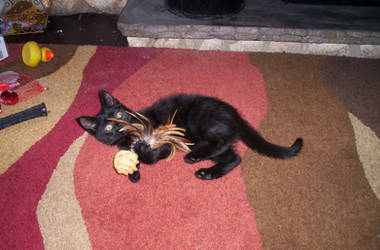 Unnamed Kitty by laprasking