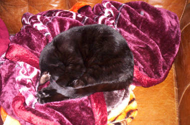 Kitty Snoozing by laprasking