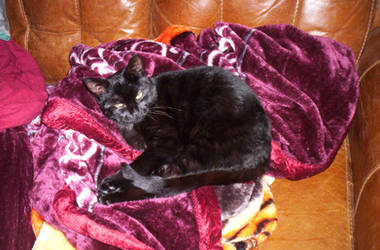 Kitty Woken by laprasking