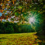 autumn sunbeams