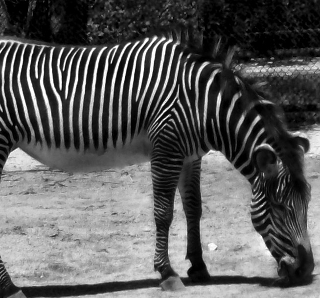 Zebra III