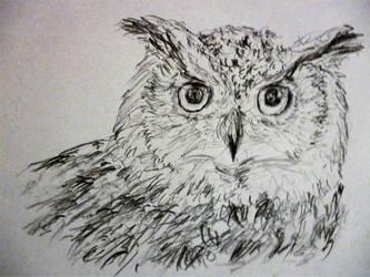 Owl Sketch