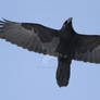 Raven 16